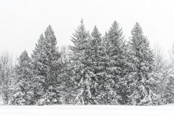 Trees covered with snow