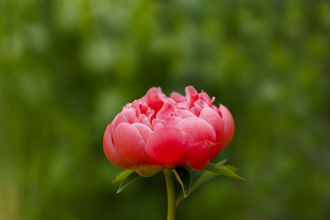 Side view of pink peony with yellow interior