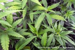 Marijuana plants 4OL6gb