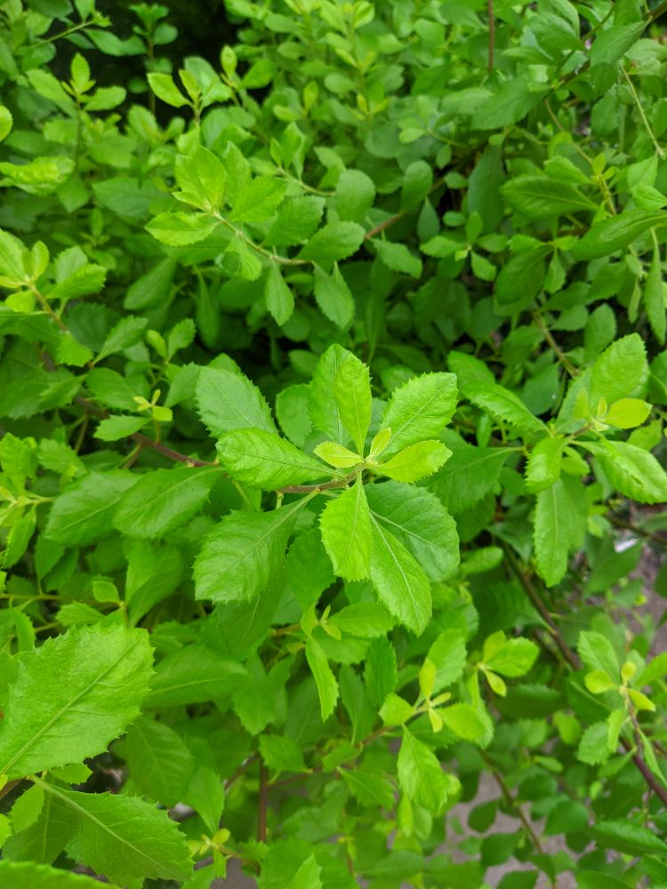 Nature green leaves landscape