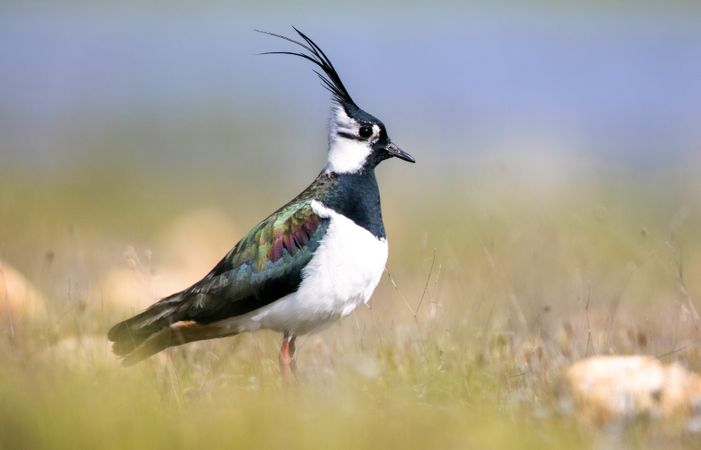 Wild lapwing bird on grass