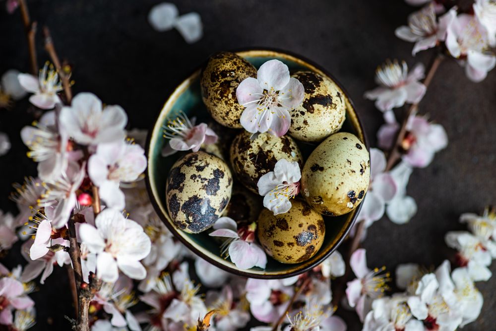 Spring floral concept with apricot blossom with bowl of speckled eggs