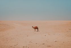 camel with ornamental saddles standing in desert near Cairo, Egypt