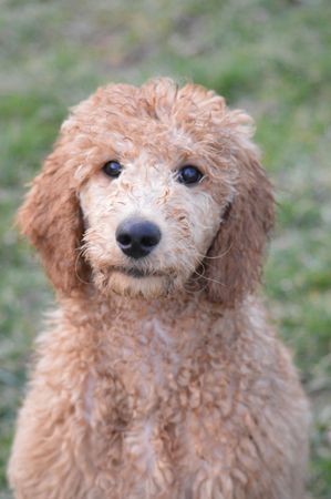 Goldendoodle in close-up
