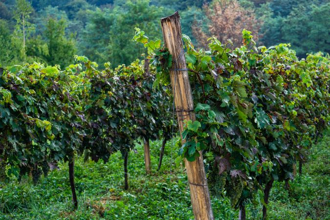 The lush vines in Lopota