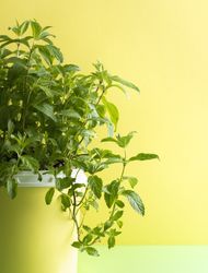 Green mint house plant