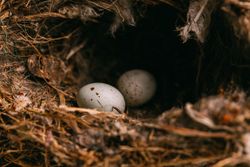 Bird nest on conifer tree