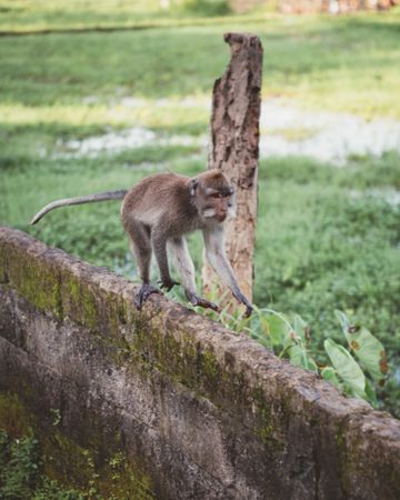 Cute monkey on stone in tropical woods