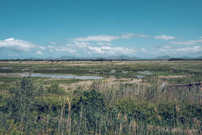 Vast grassy field with puddles of water