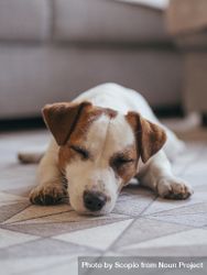 Jack Russell terrier puppy lying on brown rug 0vrz70