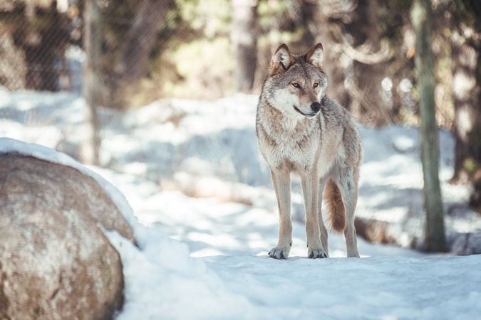 Wolf on hill near stones and snow