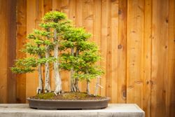 Bald Cypress Bonsai Tree Forest Against Wood Fence