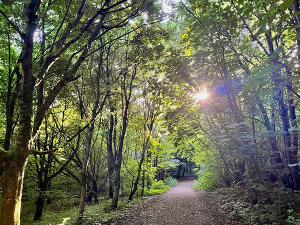 Dappled forest path in Sussex South England