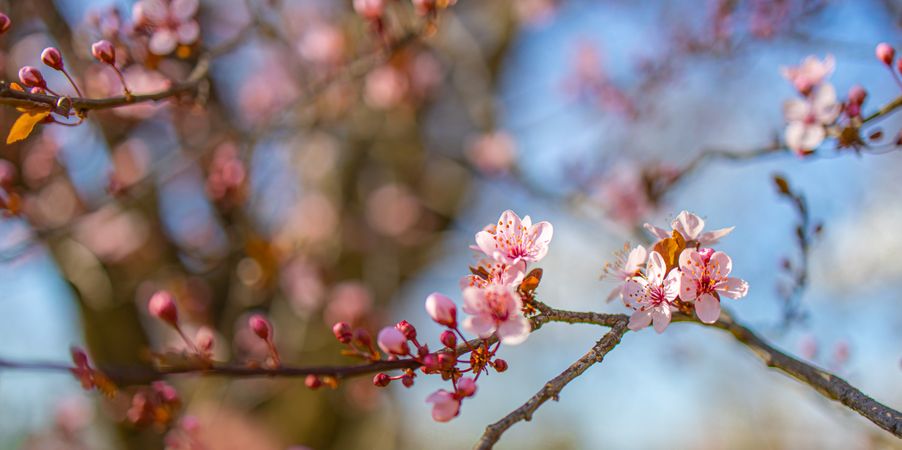 Branch of pink cherry blossoms, wide