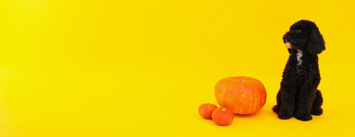 Concept of Halloween, Dog and pumpkins on yellow background