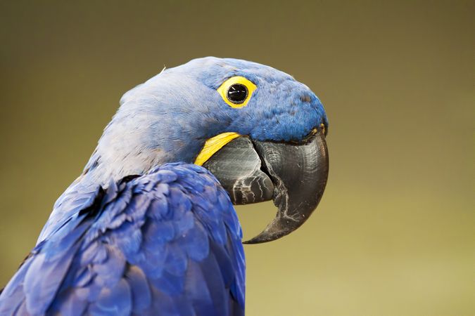 Blue budgerigar outdoor