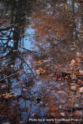 Autumn leaves in a forest pond 0K2WZb