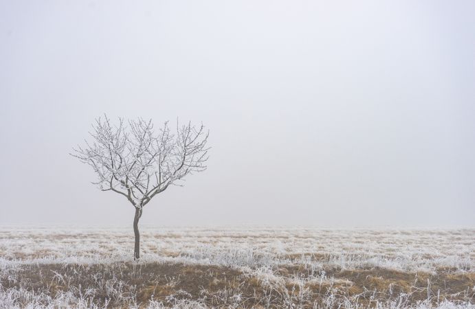 Single tree on wintry landscape in kakheti