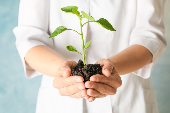 Female hands hold plant growing seedling against light background, space for text. Environmental protection