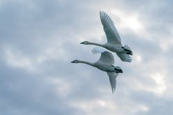 Trumpeter Swans in flight in McGregor, Minnesota