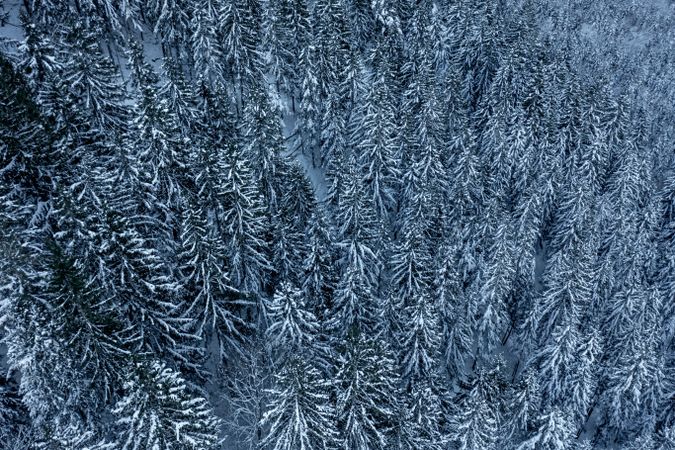 Snowy forest, drone aerial view, in the Bavarian Alps, Germany