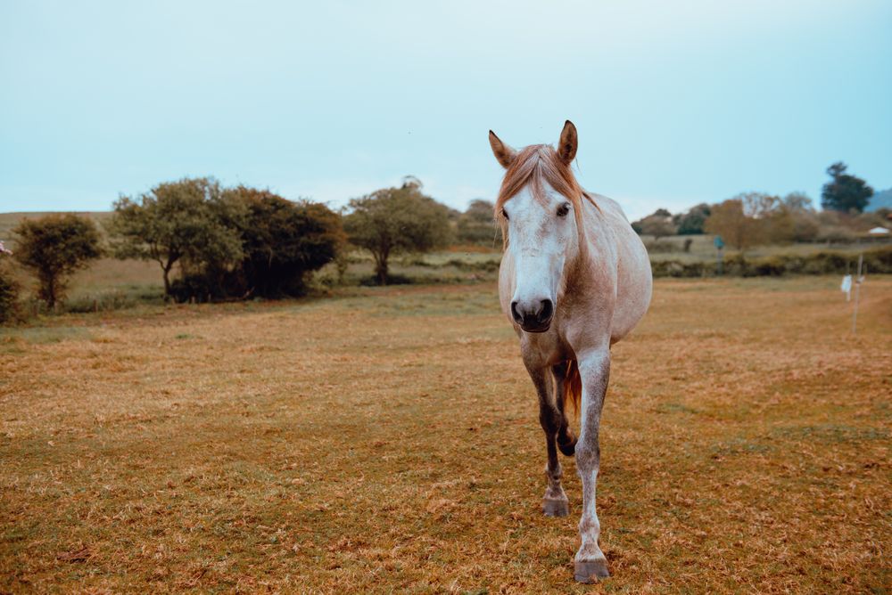 Horse grazing in dry field