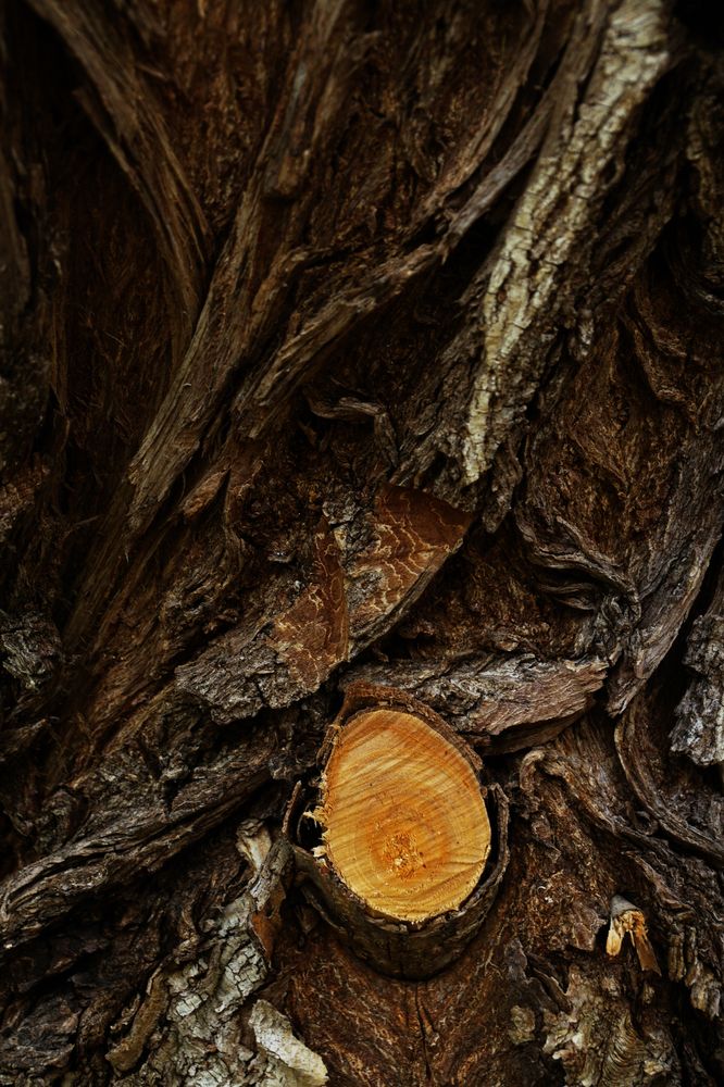 Part of cut branch on tree trunk