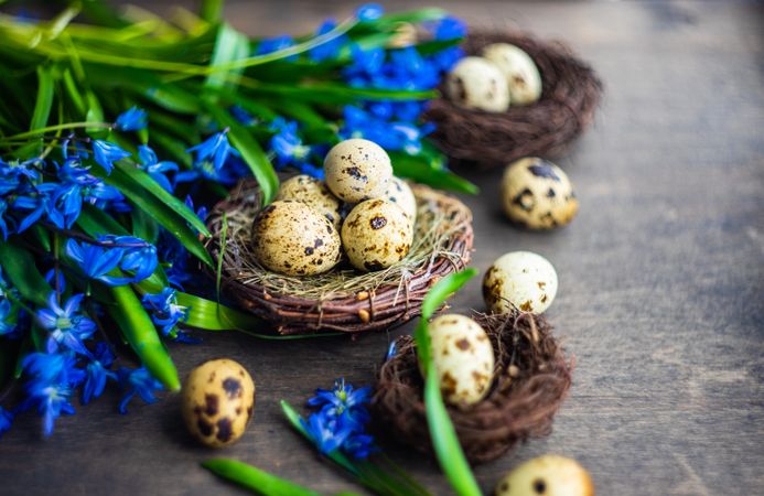 Easter holiday card concept of nest and speckled eggs on wooden table with blue flowers