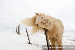 Brown long coated horse on snow covered ground beAEKb