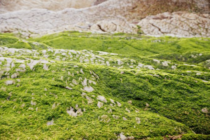 Stony hill covered with moss