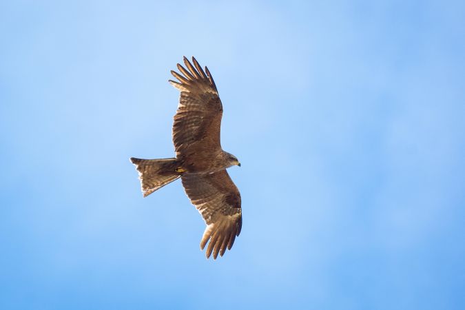 Falcon flying under blue sky