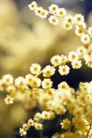 Tender golden twigs on sunny day