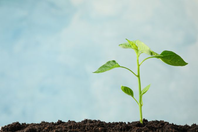 Seedling in soil against light background, space for text. Environmental protection