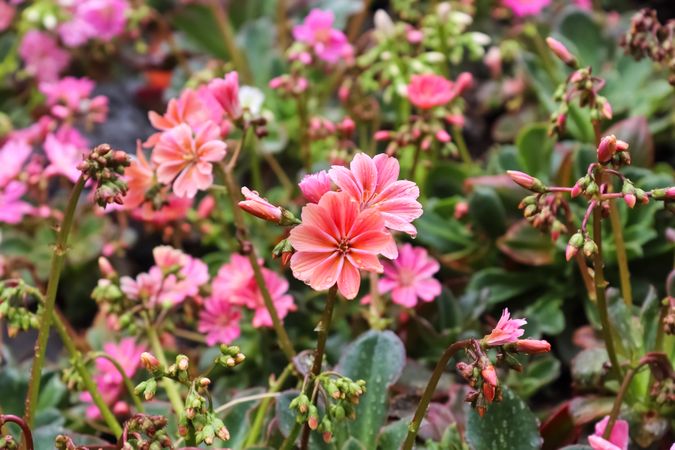 Bunch of pink flowers with green leaves