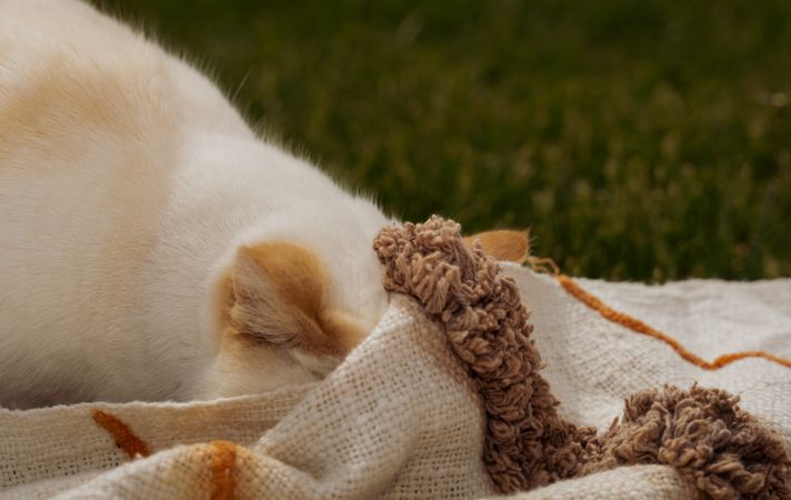 An orange eared cat pushing her head under a blanket
