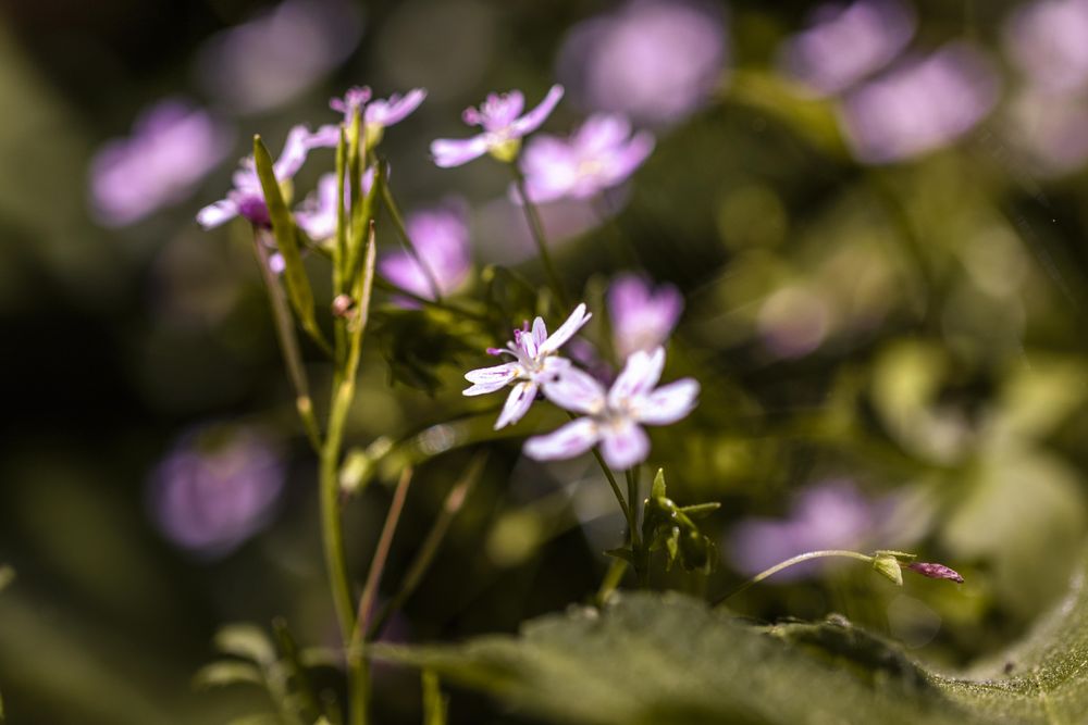 Little light purple flowers growing in hedge