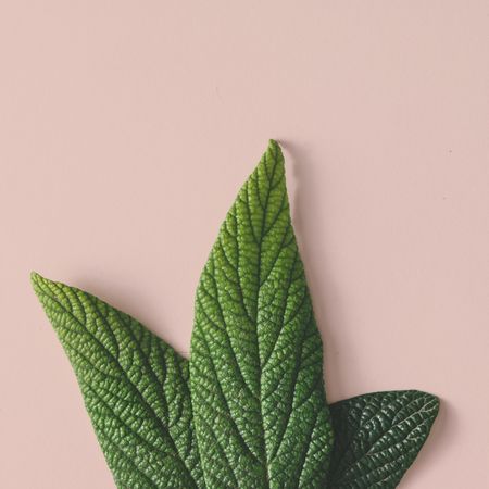 Green leaves on beige background