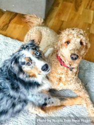 Brown poodle laying beside mixed breed dog 0gqGW4