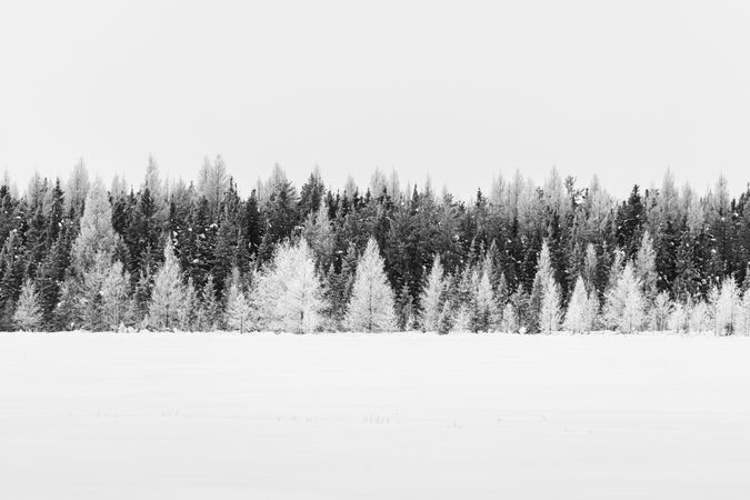 Tamarack trees, without needles, and evergreens in the snow in Aitkin County, Minnesota