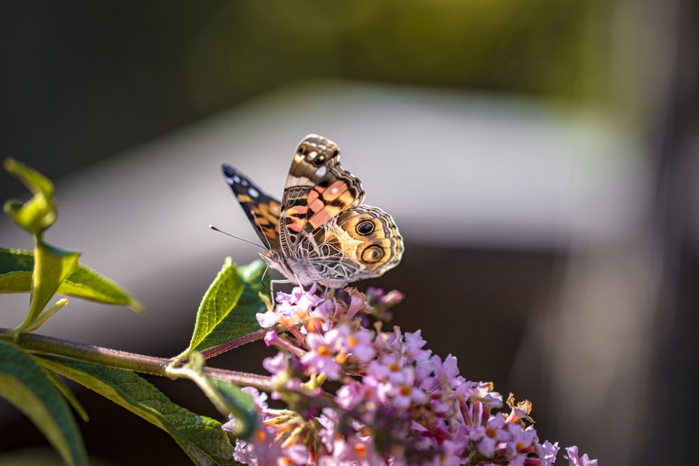 American lady butterfly on pink floral branch