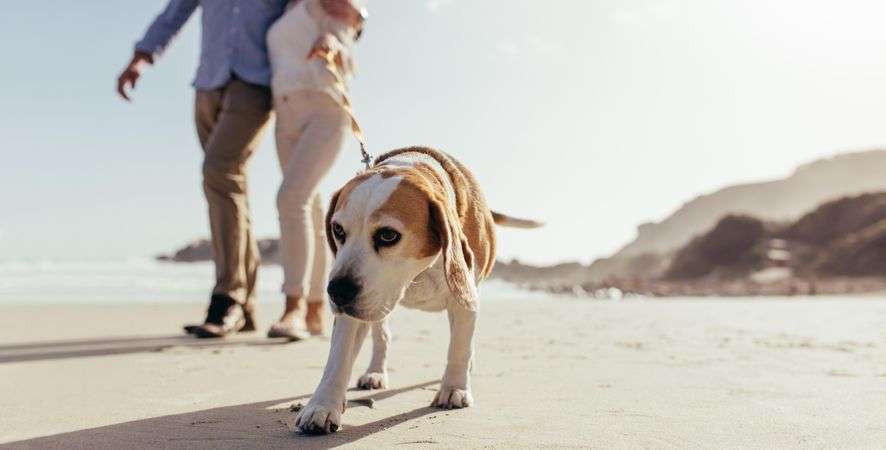 Puppy on morning walk at beach with owner