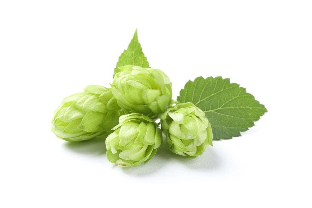 Green fresh hop cones isolated on plain background, close up