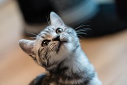 Gray tabby cat in tilting its head