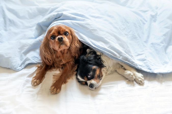 Two cavalier spaniels under the bedsheets
