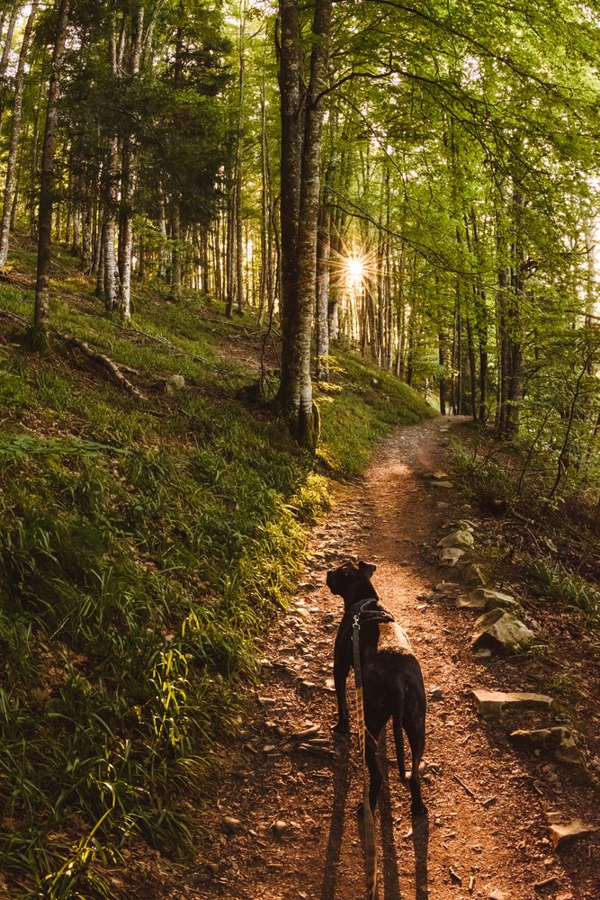 Dog walking on path in green forest