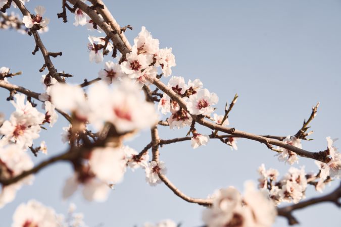 Branches of blooming tree