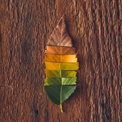 Autumn leaf cut in strips from green to red on dark wooden background