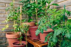 Tomato plant leaves growing on ceramic pots on a vegetable garden in balcony