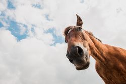 from below view of crop brown horse head in a cloudy background