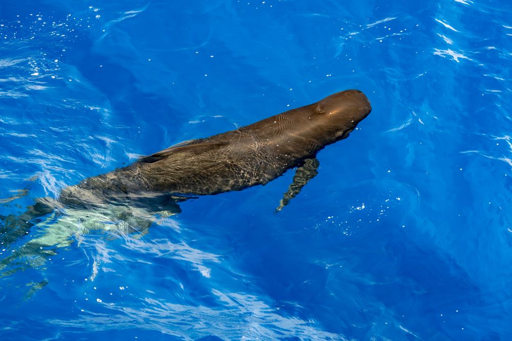 Mommy and me, pilot whales